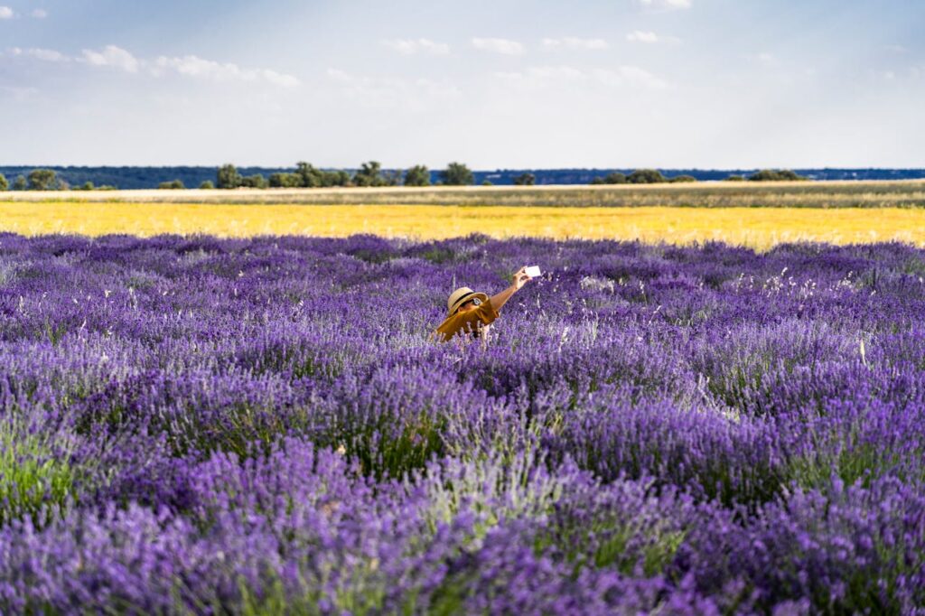 zipwp-image-1272574 Photo Of Bed Of Lavender Flowers