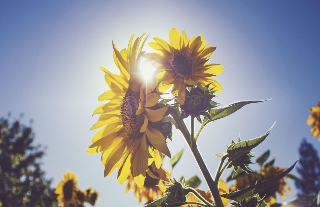 zipwp-image-963060 Sunflower Under Blue Sky